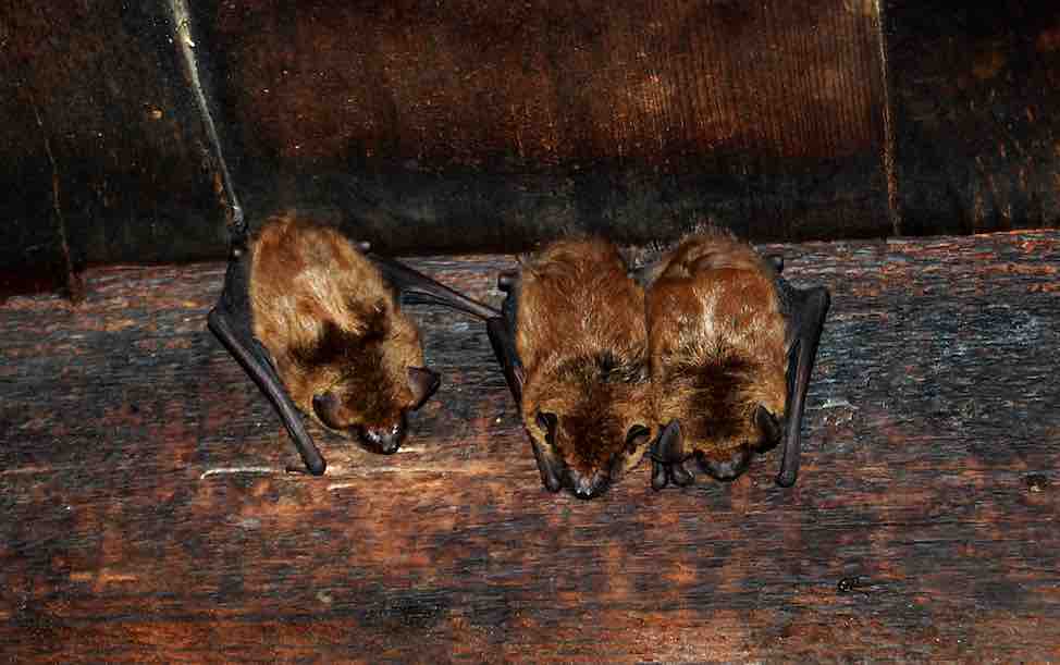 Health officials warn of bats' return to central Florida - Orlando-News.com