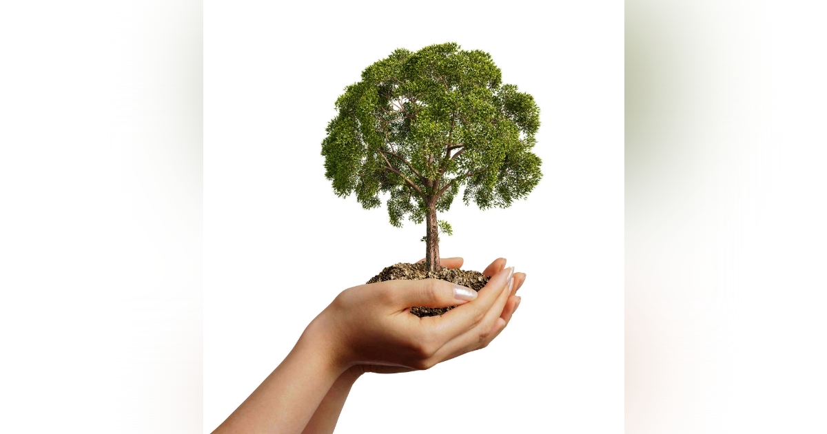 Tree in woman's hands