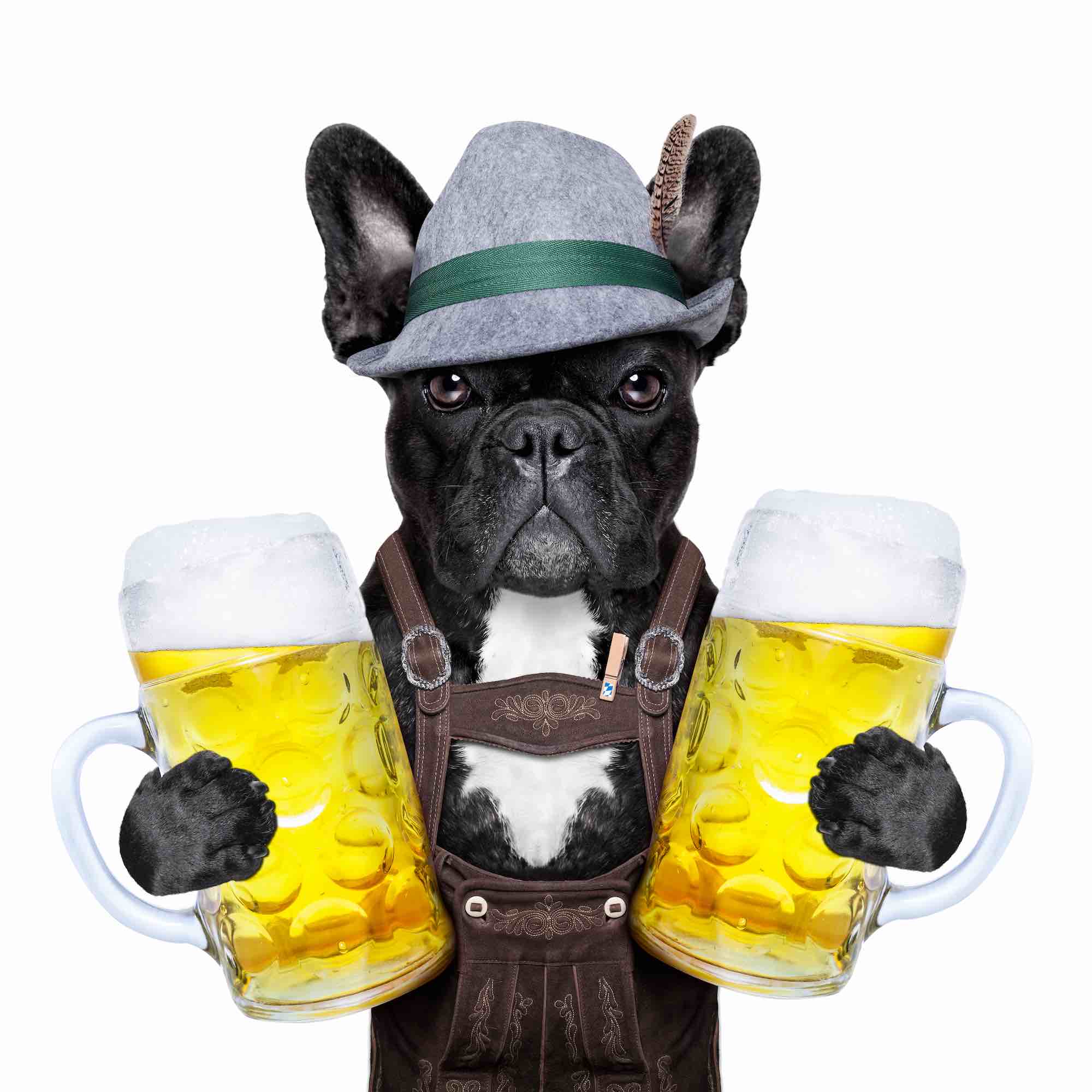 Dog with beer