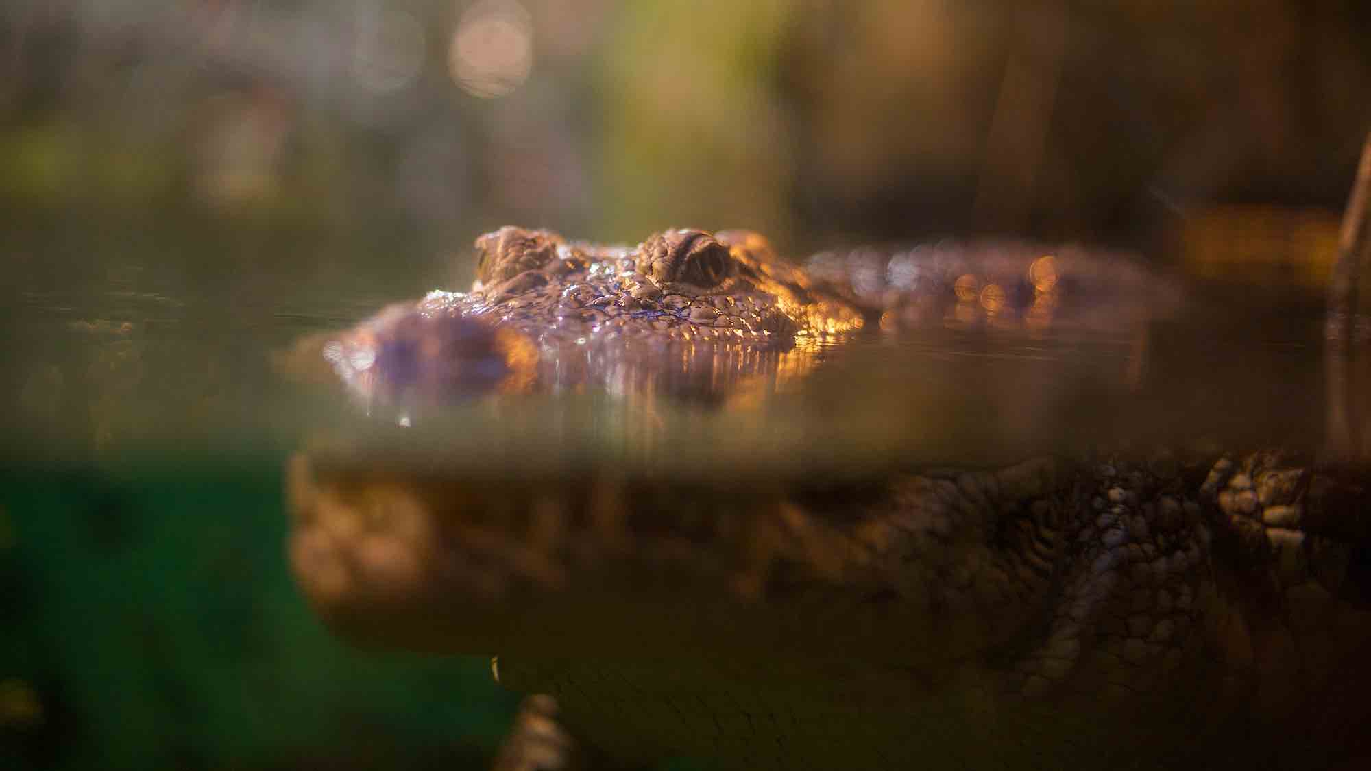 Alligator in pond or lake with blurred background