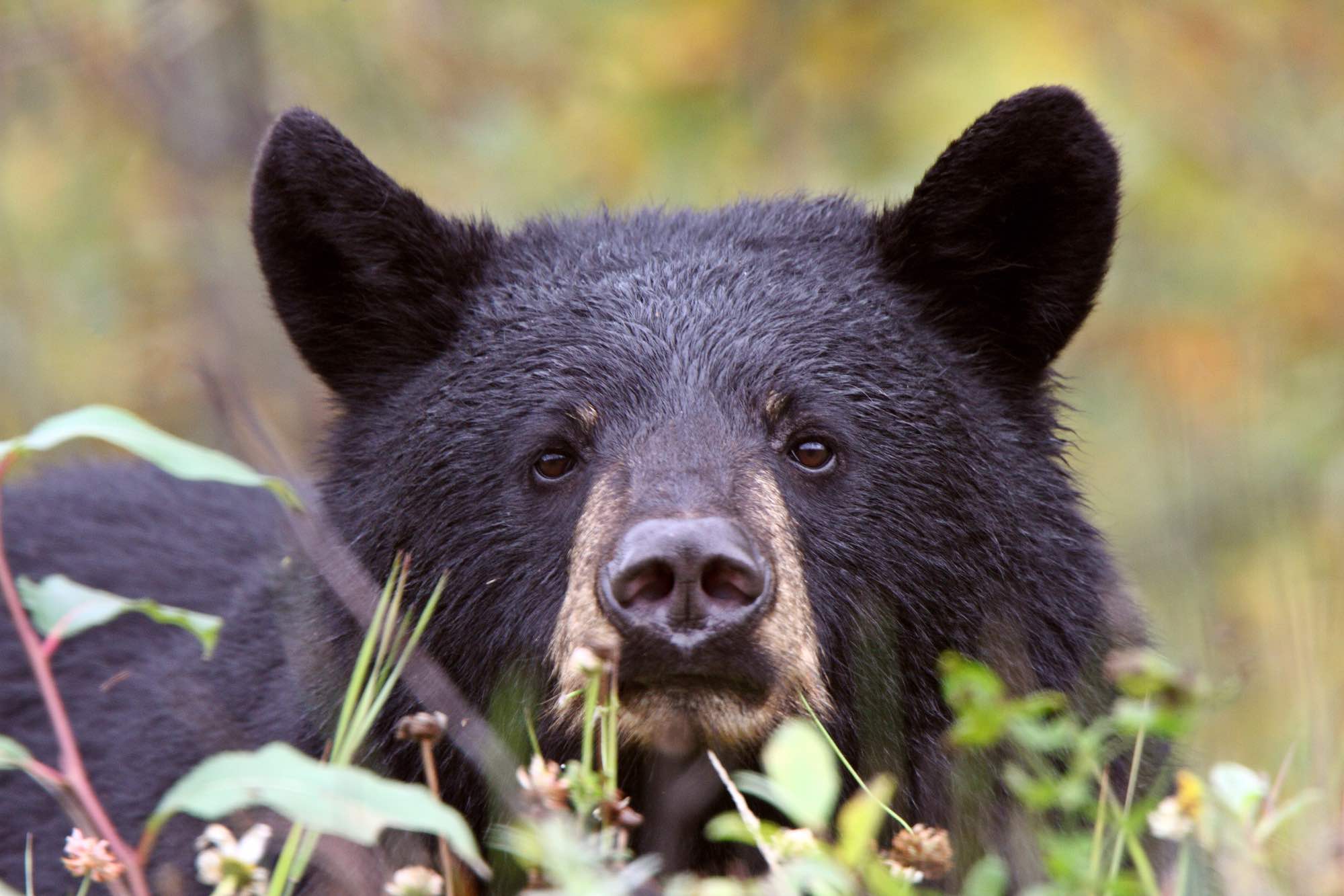 Black bear looking at camera from a tree