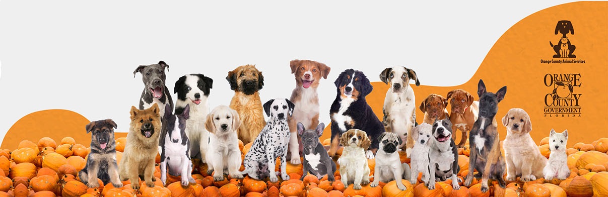 Barktoberfest