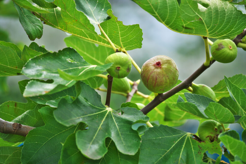 The City of Orlando is hosting a free tree giveaway on May 15 through May 17, 2024. (Photo: City of Orlando)