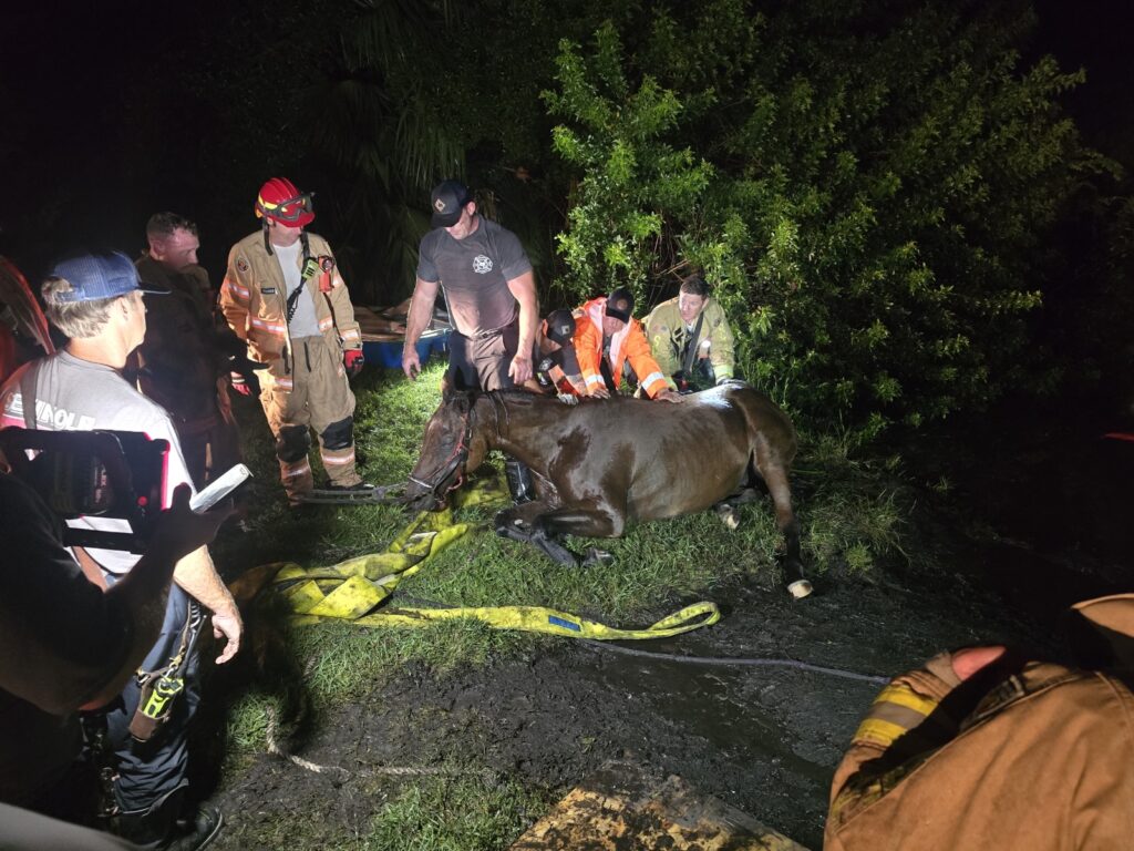 Firefighters Rescue Horse From Pond In Seminole County - Orlando-News.com