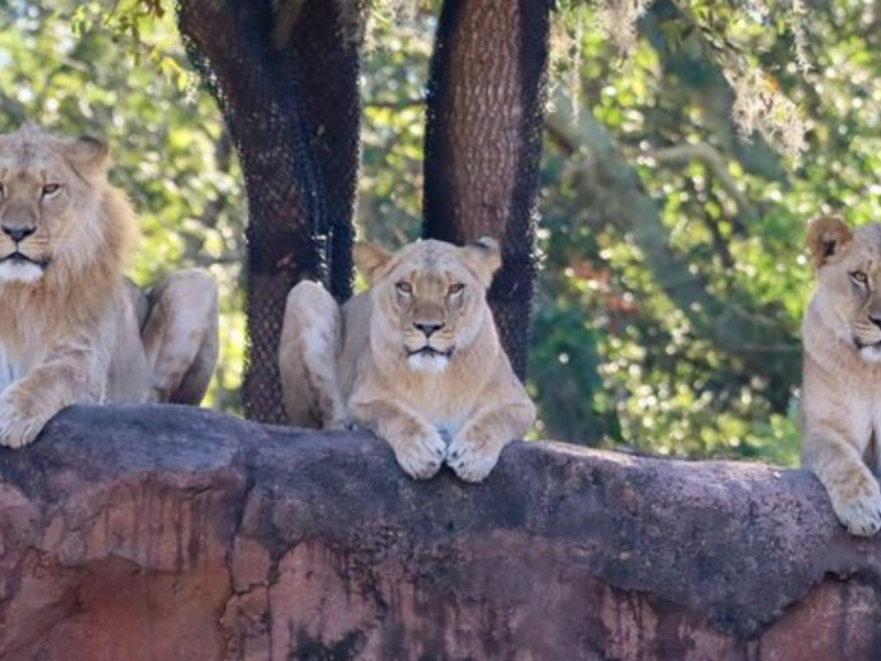 Disney’s Animal Kingdom welcomes new lion pride