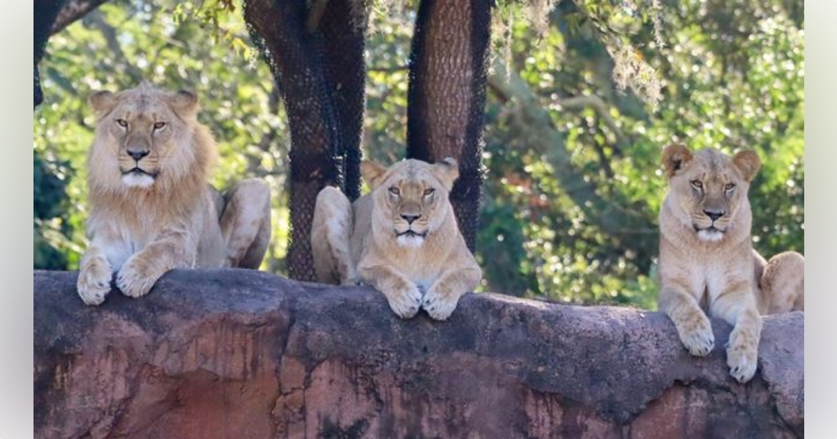 Three new lion cubs have arrived at Disney's Animal Kingdom. (Photo: Disney)